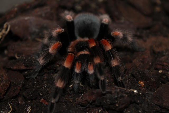 Aranha caranguejeira morta