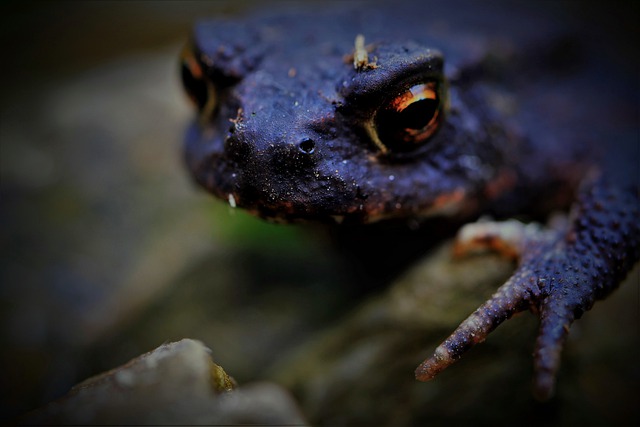 Carola68 / Pixabay Sapo preto em lama