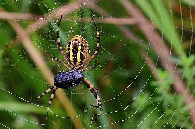 Aranha Comendo um Inseto em sua teia