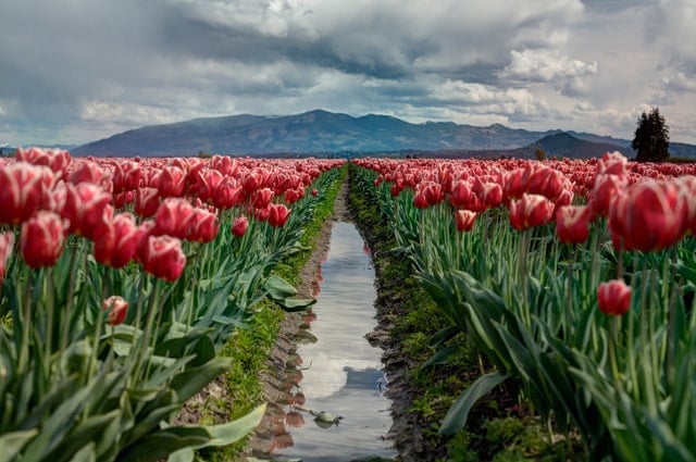 Campo com flores vermelhas com caminho no meio dividindo e montanhas ao fundo