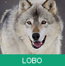 Signo Xamânico lobo