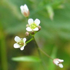 Flor bolsa-de-pastor