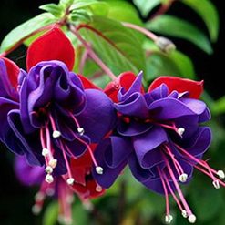 Flor brinco-de-princesa