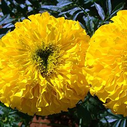 Flor calendula-do-campo