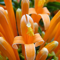 Flor cipo-de-sao-joao