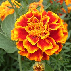 Flor cravo-de-defunto