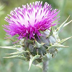 Flor erva-de-santa-maria