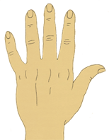 Formato de mão elementar